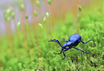 Thought.The beetle stands and watches the sprouts of moss.
