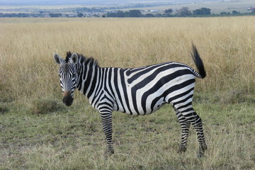 Naklejka premium Safari Afrika Kenia