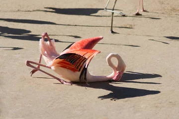 Photo sur Plexiglas Flamant oiseau flamant qui tombe