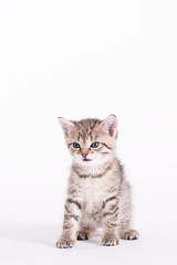cute small kitten in studio on a wite background