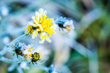 Blumen im Winter frostig - mit Schnee gefroren raureif