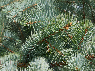 Blue fir needles as a texture