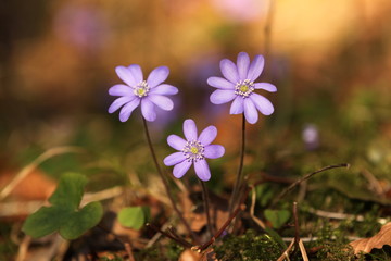 Drei Leberbl&uuml;mchen (Hepatica nobilis, Syn.: Anemone hepatica, Hepatica triloba)