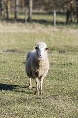 sheep on pasture