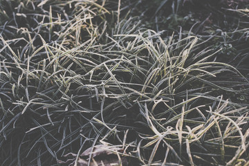 Frosty morning grass
