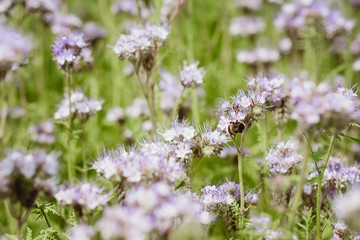 close up phacelia flower field full of bees pollinating