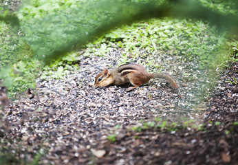 Cute Chipmunk Eating