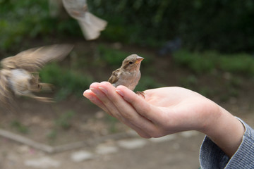 Воробьи едят с ладони