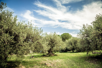 Fototapeta na wymiar Olive trees and blue sky