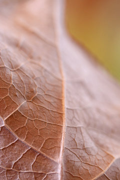 feuille morte