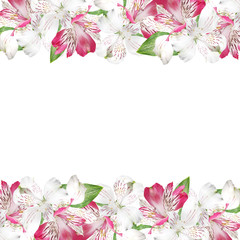 Beautiful floral background of white and pink alstroemerias
