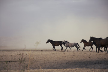 a plain with beautiful horses in sunny summer day in Turkey. Herd of thoroughbred horses. Horse...