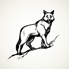 Wolf. Vector drawing