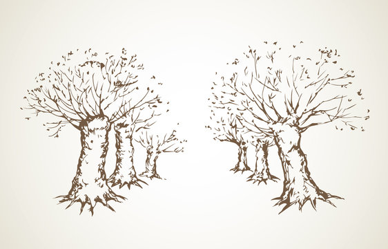 Alley of leafless trees. Vector drawing