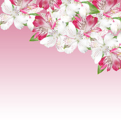 Beautiful floral background of white and pink alstroemerias 