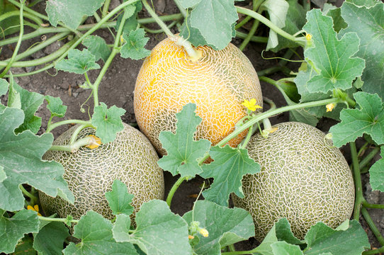 Three melons and plant