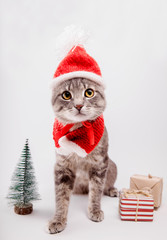 Grey tabby cat wears Santa's hat and surrounded with presents on white background. Christmas and New year concept