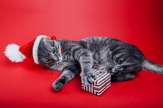 Grey tabby cat wears Santa's hat on red background and plays with a gift box. Christmas and New year concept