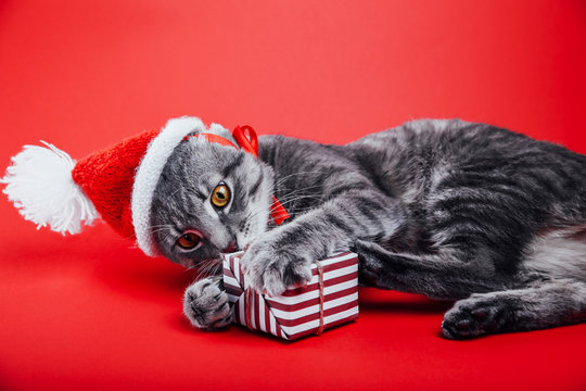 Grey tabby cat wears Santa's hat on red background and plays with a gift box. Christmas and New year concept