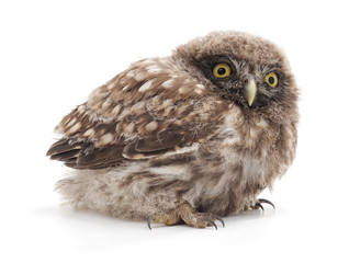 Surprised little owl.