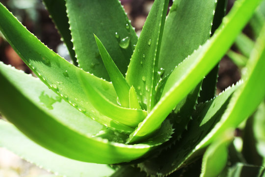 Aloe Vera Plant Close Up High Quality 
