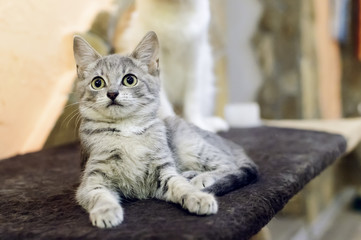 A small, mongrel gray tabby kitten lies on the couch.