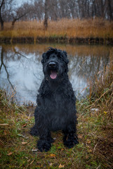 Black giant schnauzer in nature. Portrait of a pet
