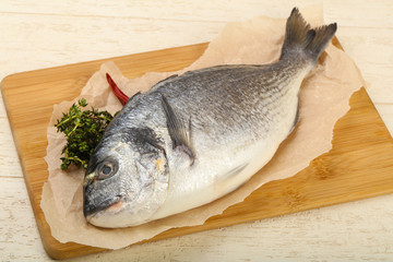 raw dorada fish