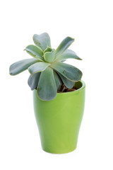 succulents plant in pot on white background