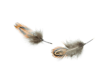 bird feather isolated on white background