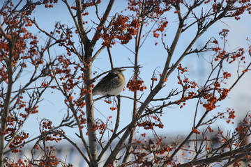 Птицы и зима