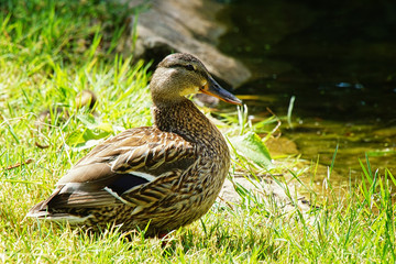 Mallard, Anas platyrhynchos