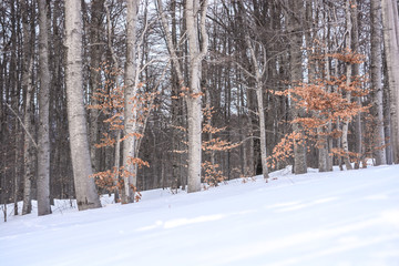 Forest and show - nature envoironment