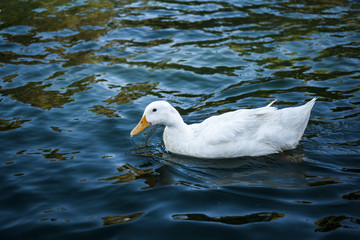 Duck