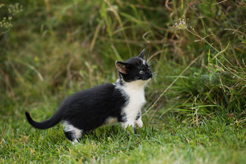 cute small kitten in a garden on a green grass background