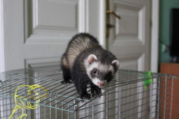 Cute ferret