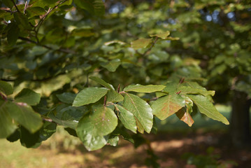 Fagus sylvatica