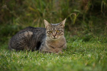 Naklejka na ściany i meble cat sitting on green grass