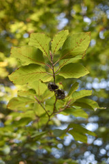 Fagus sylvatica