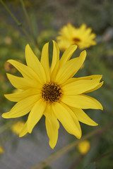 Helianthus tuberosus
