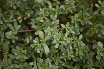 Obraz premium Portulaca oleracea 