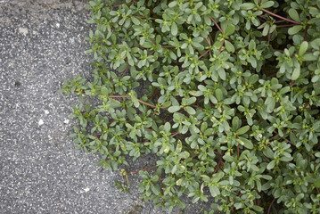 Portulaca oleracea 