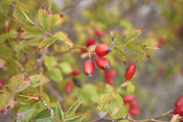 rosa canina