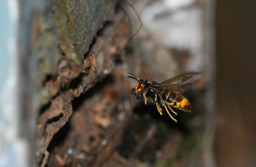 Asian wasp in flight near a hive 