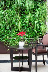pot with flower poinsettia on the table