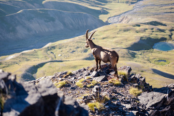 L'observation du bouquetin