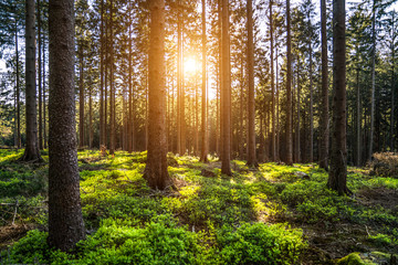 Silent Forest in spring with beautiful bright sun rays