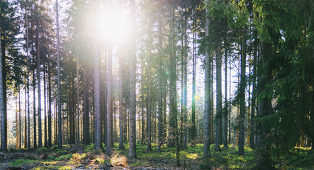 Fototapeta na wymiar Silent Forest in spring with beautiful bright sun rays