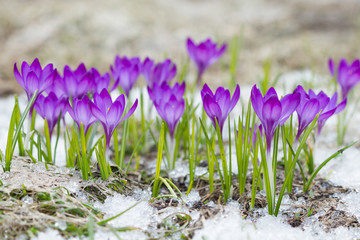 Crocus violets dans la neige
