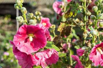 big pink red trumpet flower blooming in summer